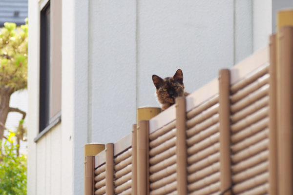 覗く猫　チイちゃん