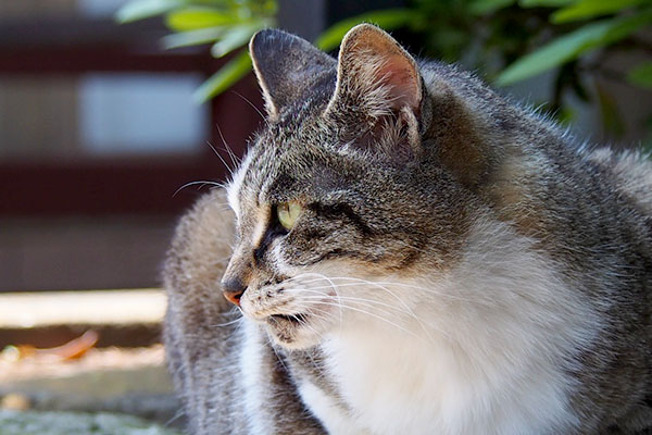 shizuku profile