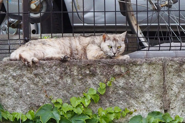 gin_waiting point in summer