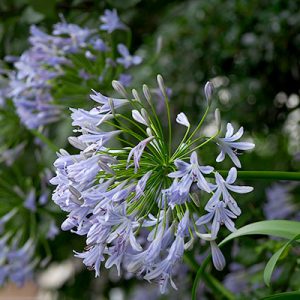 agapanthus