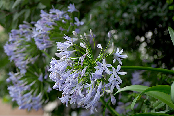 agapanthus