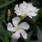 white_perfumedflower