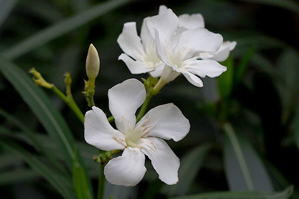 white_perfumedflower