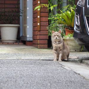 毛が短くなってるグリ１ｓｔ