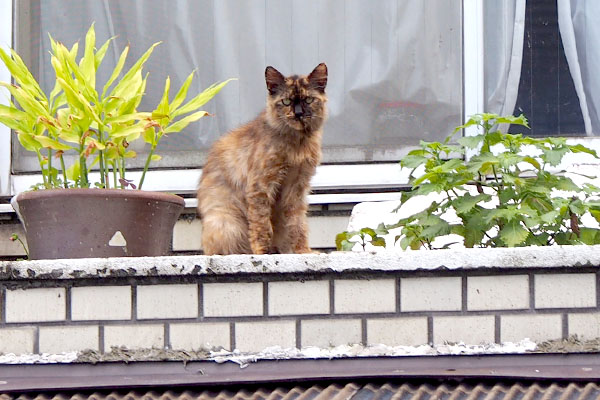 チイちゃんお２階で待機中