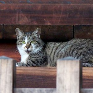 え?ダメにゃのな雫