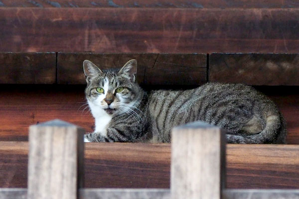 え？ダメにゃのな雫