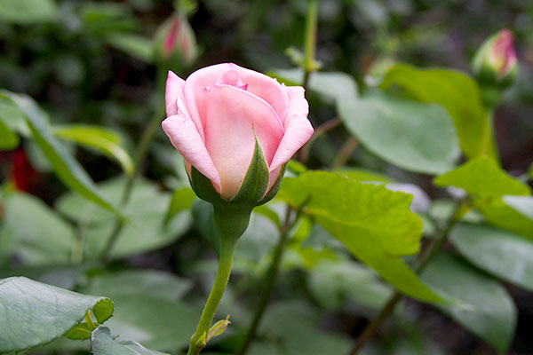 pink rose