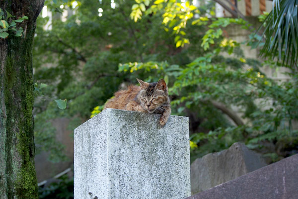 ruru on the stonepillar