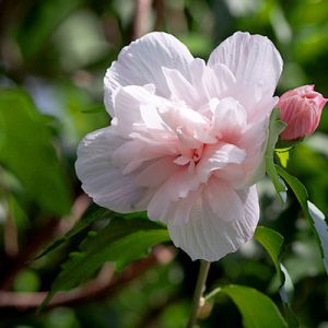 nakameguro_flower