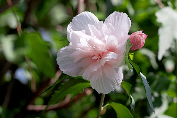 nakameguro_flower