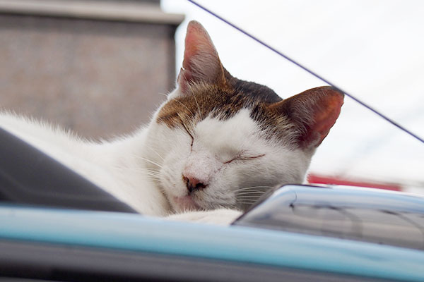 sleeping J on the car