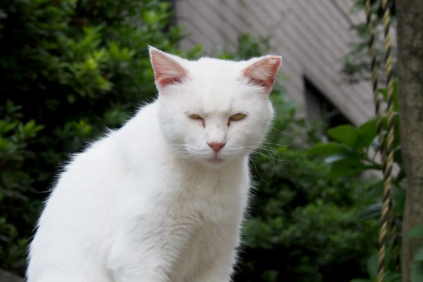 眉間にシワを寄せる猫 ハク