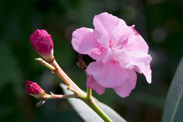 flower at shirokane