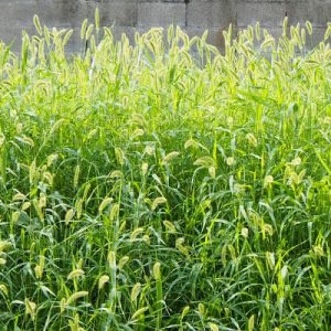 green foxtail field