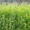 green foxtail field