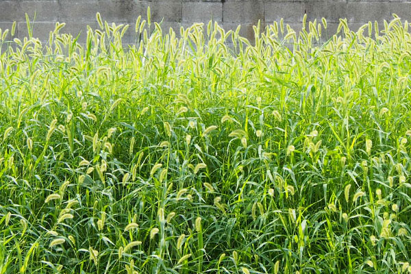 green foxtail field