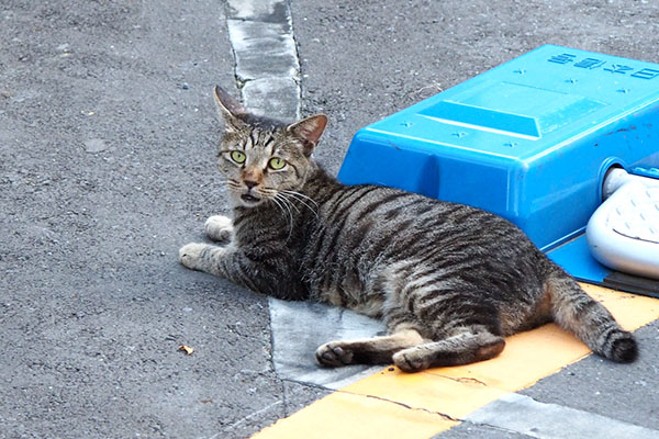 タビワン駐車場からぽかん顔