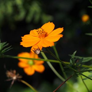 orange cosmos