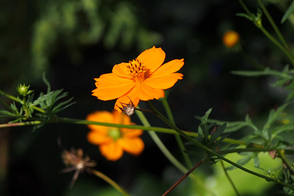 orange cosmos