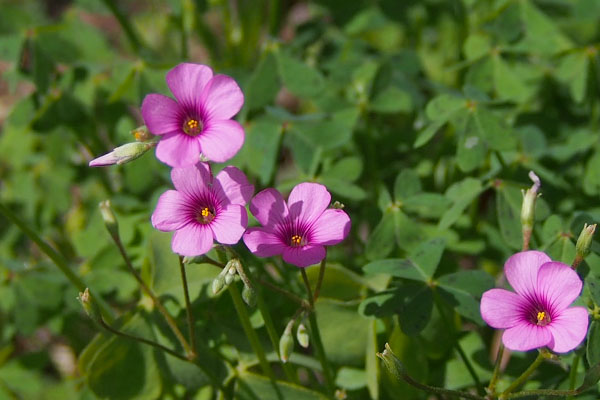 small flower