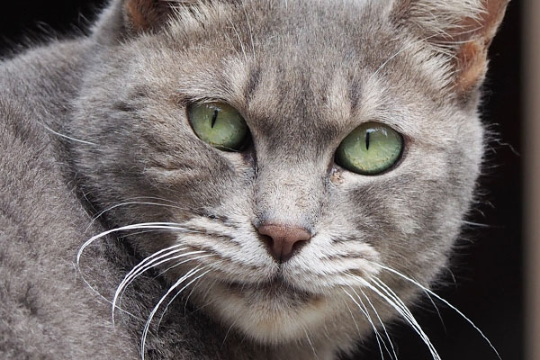 cipi closeup green eyes