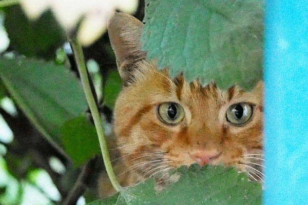 toto watching me behind vender machine