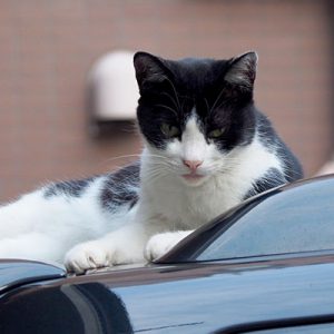 suzu on the roof of the car