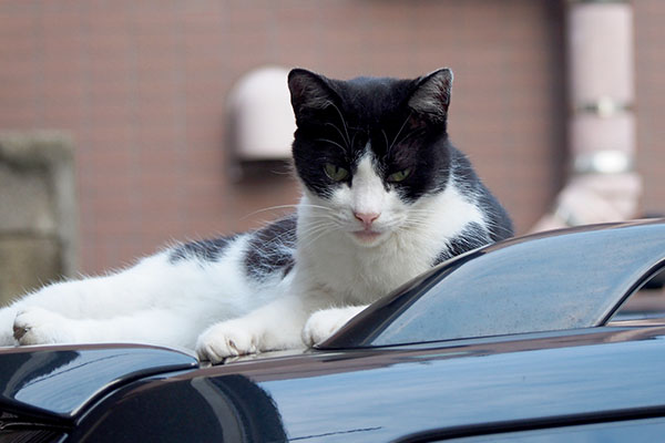 suzu on the roof of the car