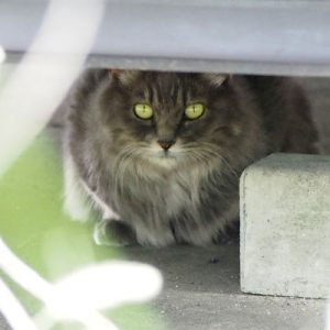 long hair grery cat Mafu