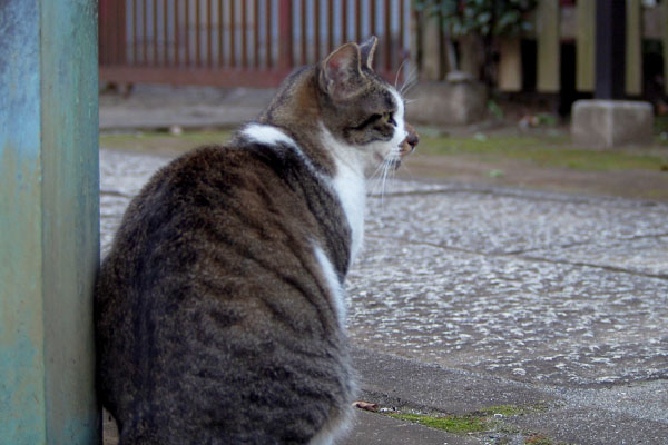 shizuku profile