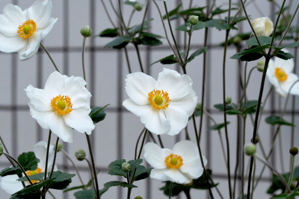 white tall flower