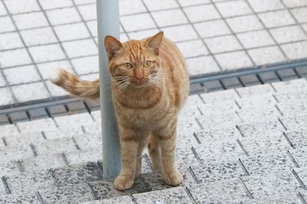 フォックスに気づいたアン