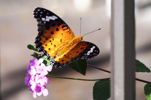 butterfly and flower