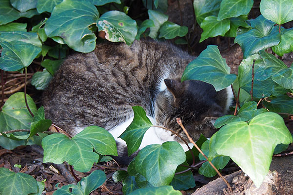 mary sleep in leaf bed