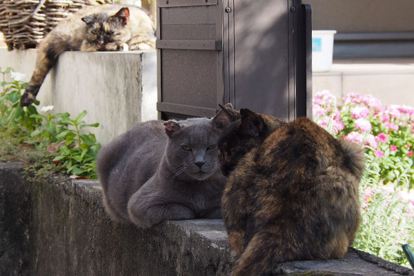 3cats on line