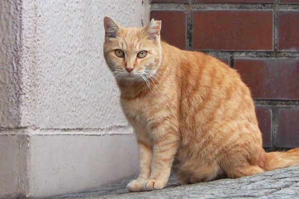 gingercat jill