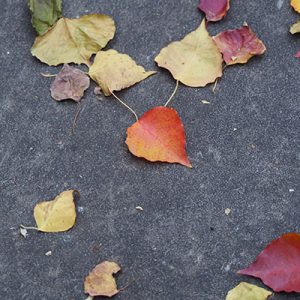 red leaves