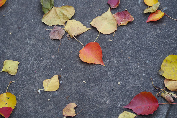 red leaves