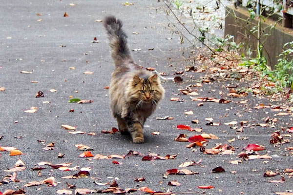 merange fluffy long tail