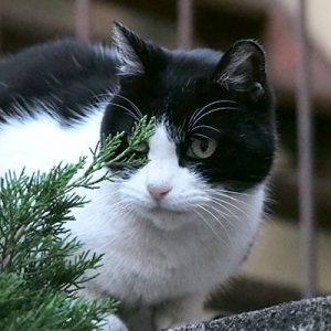 nico on the fence