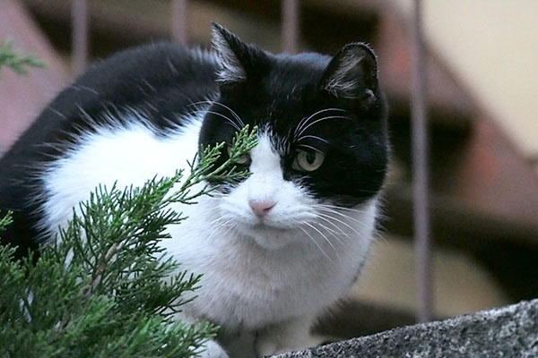 nico on the fence