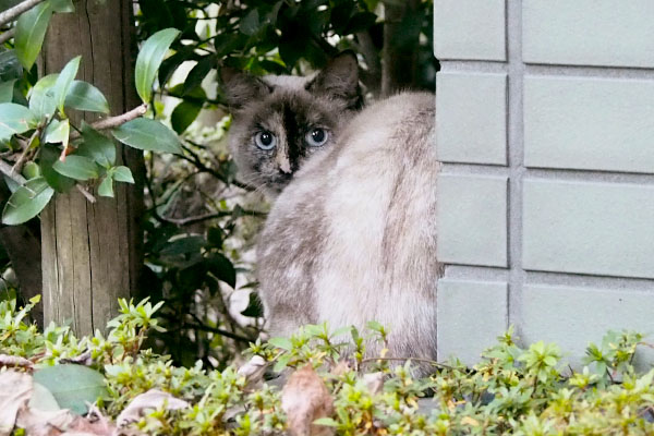 見返りシャムサビ