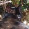 alone black cat sunbathing