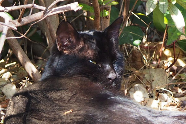 alone black cat sunbathing