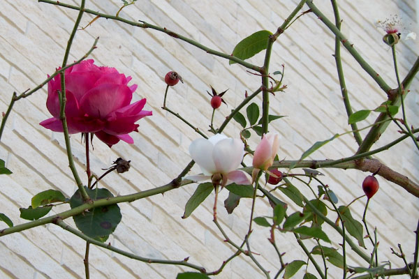 rose on white wall