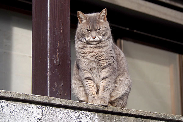 cipi sunbathing front