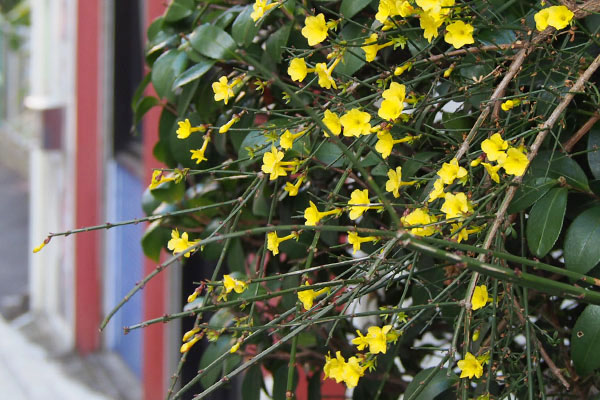 small yellow flower