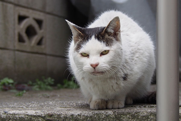 こちらを見てくれるテンちゃん