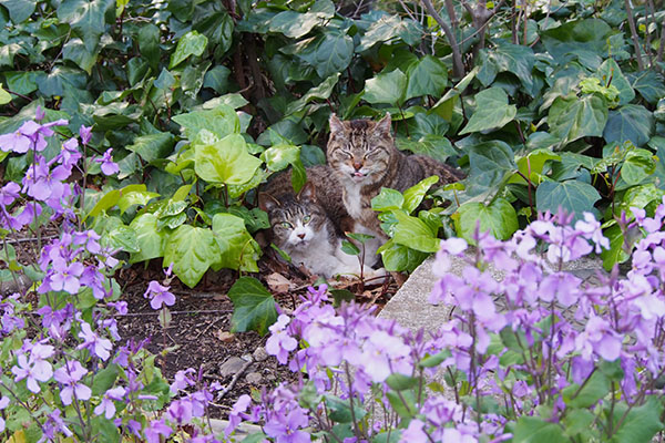 flower bed mary and fox